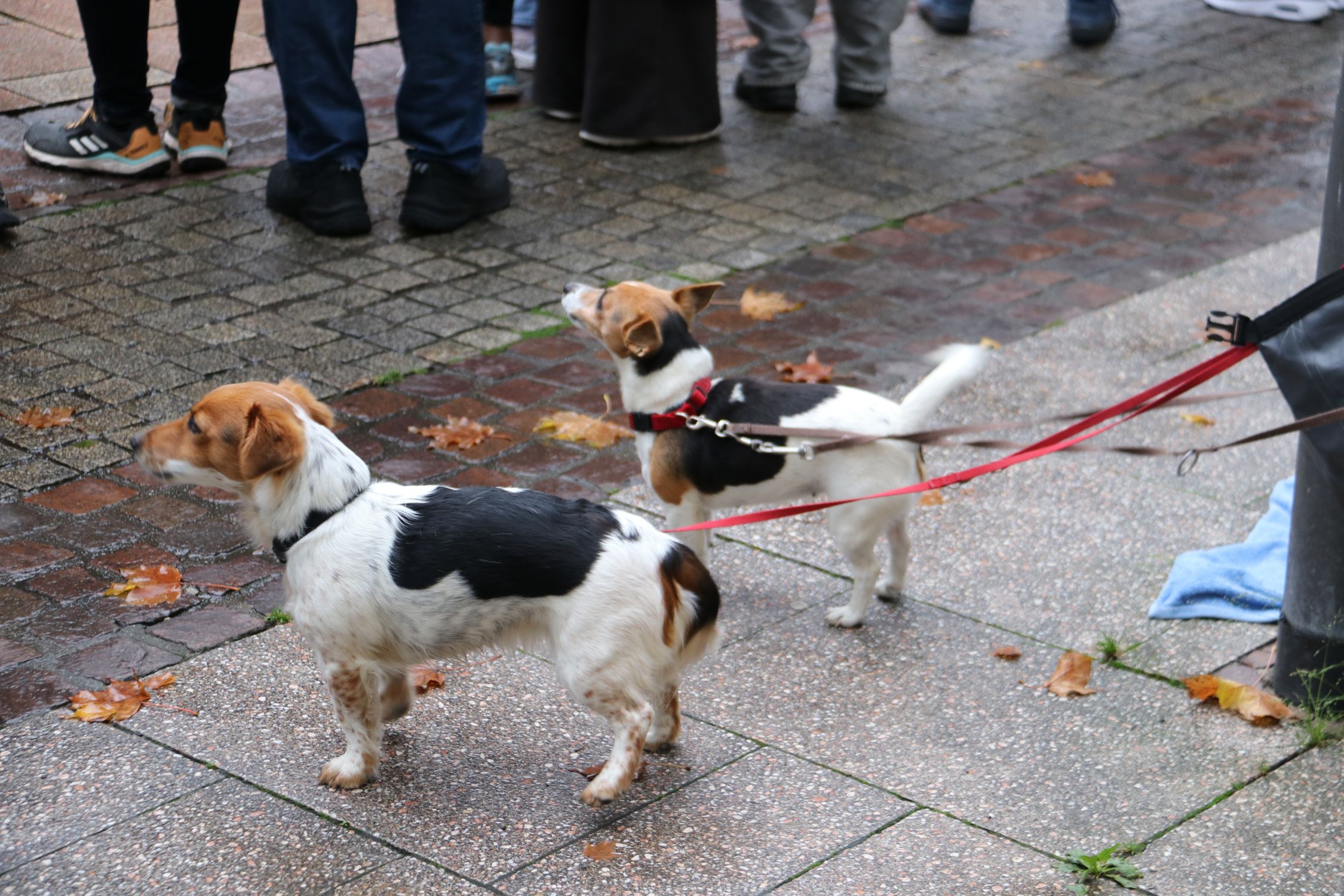16. AOK Firmenlauf Balingen